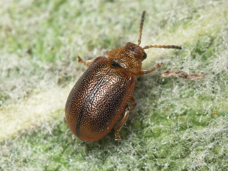 Lochmaea crataegi (Forster, 1771)